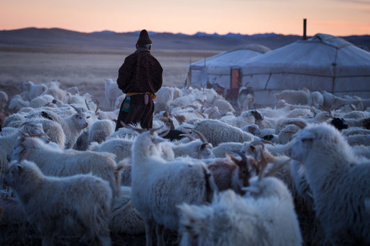 Connaître votre cachemire : Fibre Authentique de Vrais Nomades Mongols