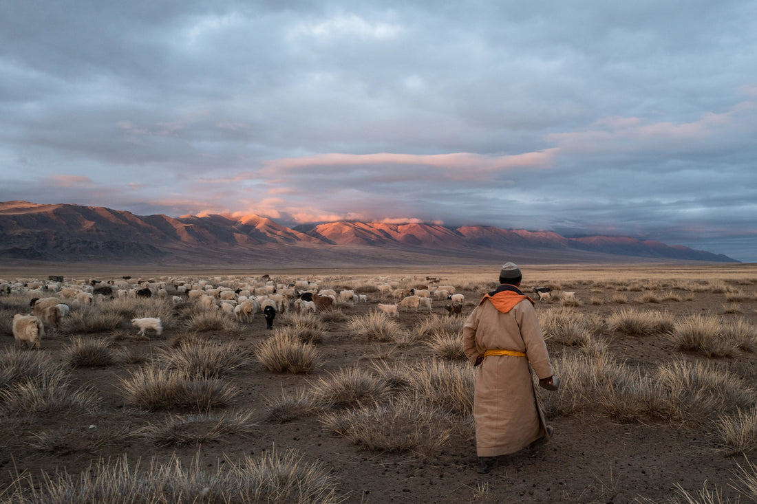 Pourquoi le cachemire est si important pour la Mongolie