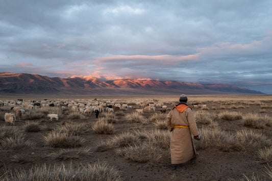 Pourquoi le cachemire est si important pour la Mongolie