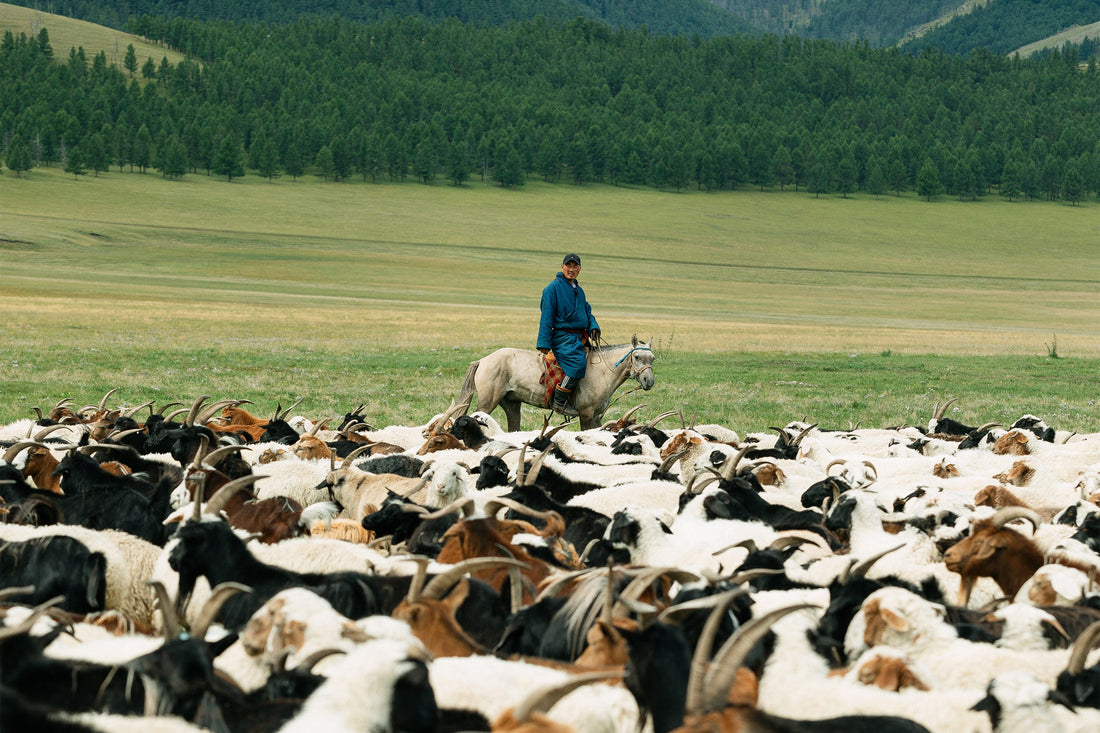 Chèvres éleveur Mongolie Province d'Arkhangai GOBI Cashmere